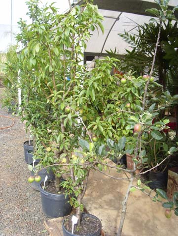 Frutíferas