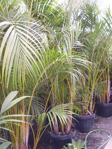Palmeira areca