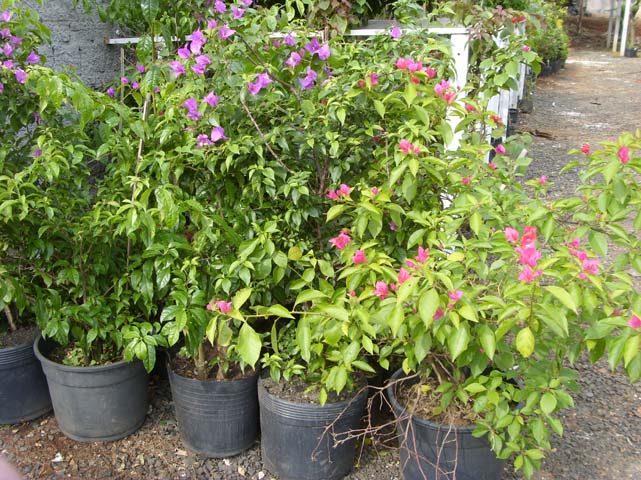 Primavera
