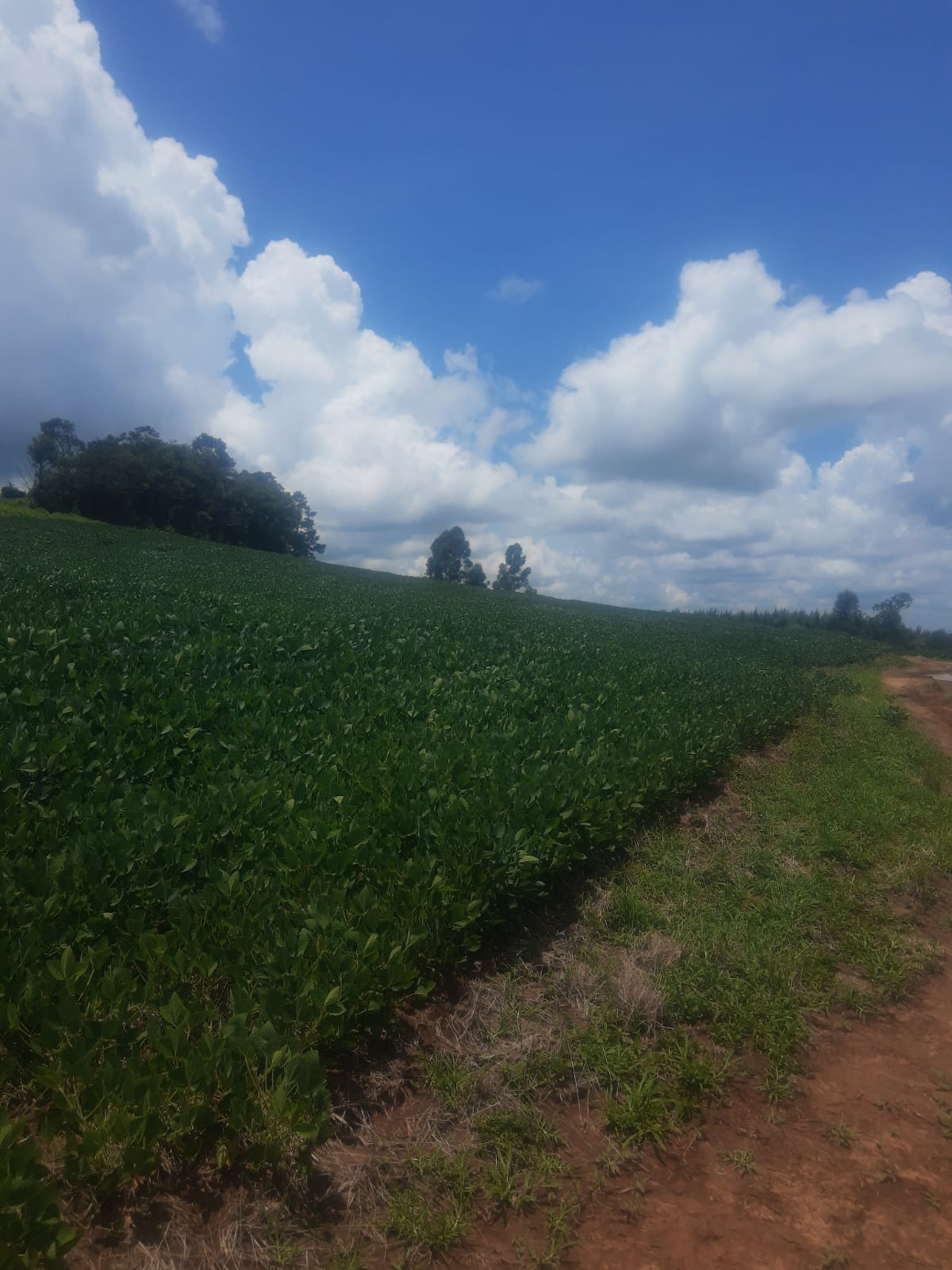 Imagem Fazenda em Ipiranga